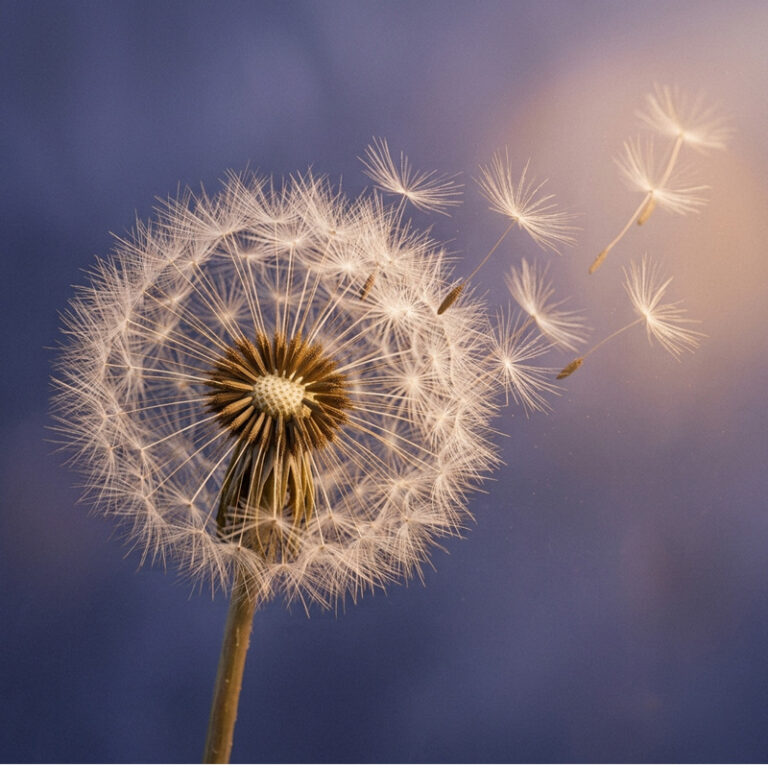 Photographie d'un pissenlit dont les graines s'envolent vers un halo de lumière douce sur fond bleu indigo, symbolisant le lâcher-prise du mental et l'apaisement de la surcharge mentale grâce au Yoga Nidra.